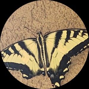 Meet your Posher, Frances